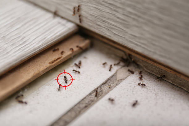 Best Pest Control for Restaurants  in Owings, MD