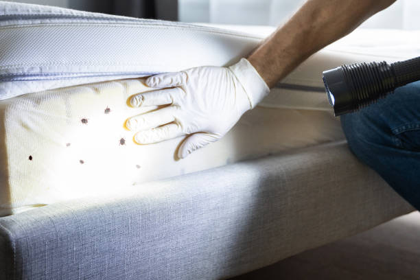 Best Wasp Removal Services  in Owings, MD